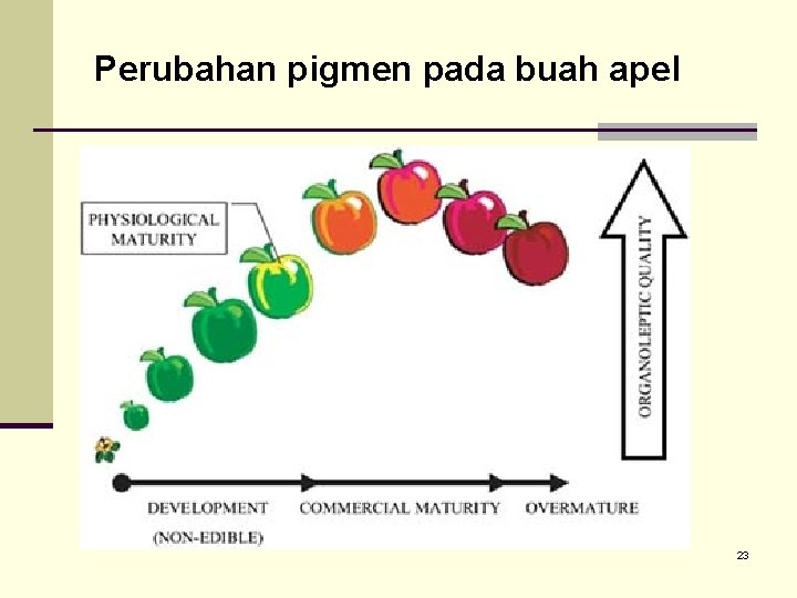 Perubahan pigmen pada buah apel 23 