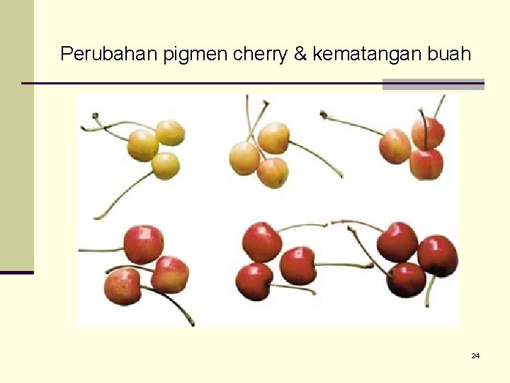 Perubahan pigmen cherry & kematangan buah 24 