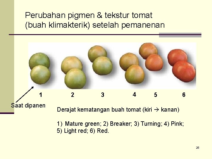 Perubahan pigmen & tekstur tomat (buah klimakterik) setelah pemanenan 1 Saat dipanen 2 3