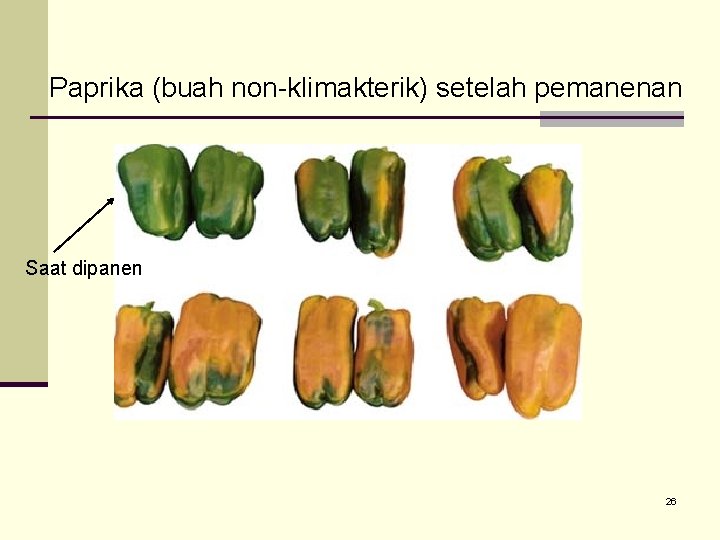 Paprika (buah non-klimakterik) setelah pemanenan Saat dipanen 26 