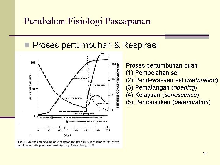 Perubahan Fisiologi Pascapanen n Proses pertumbuhan & Respirasi Proses pertumbuhan buah (1) Pembelahan sel