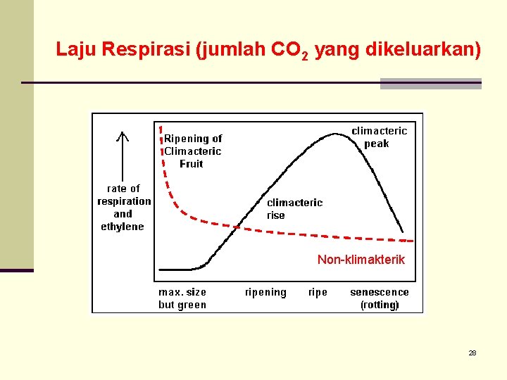 Laju Respirasi (jumlah CO 2 yang dikeluarkan) Non-klimakterik 28 