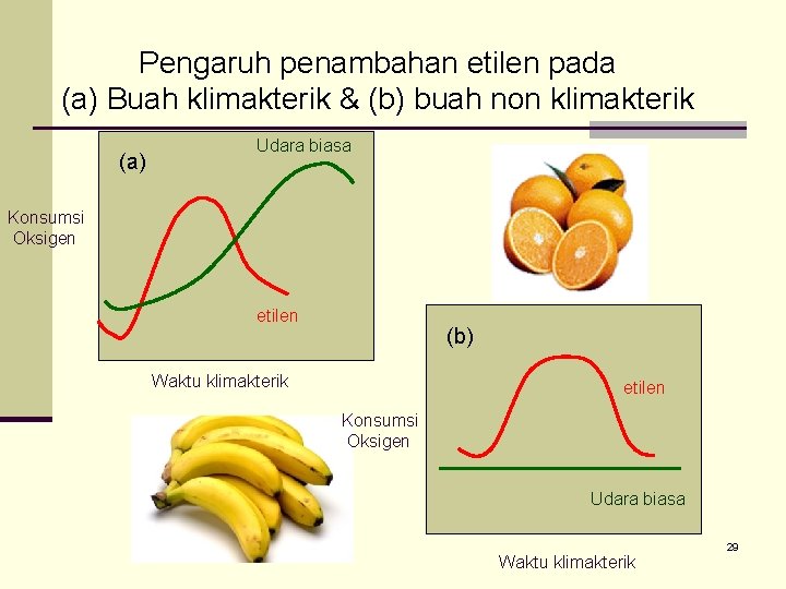 Pengaruh penambahan etilen pada (a) Buah klimakterik & (b) buah non klimakterik (a) Udara
