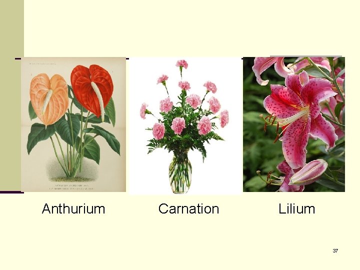 Anthurium Carnation Lilium 37 