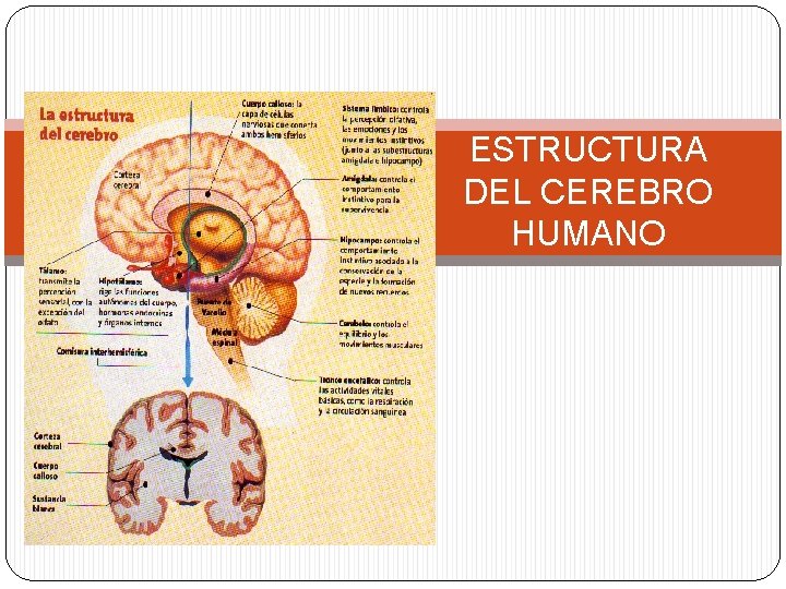 ESTRUCTURA DEL CEREBRO HUMANO 