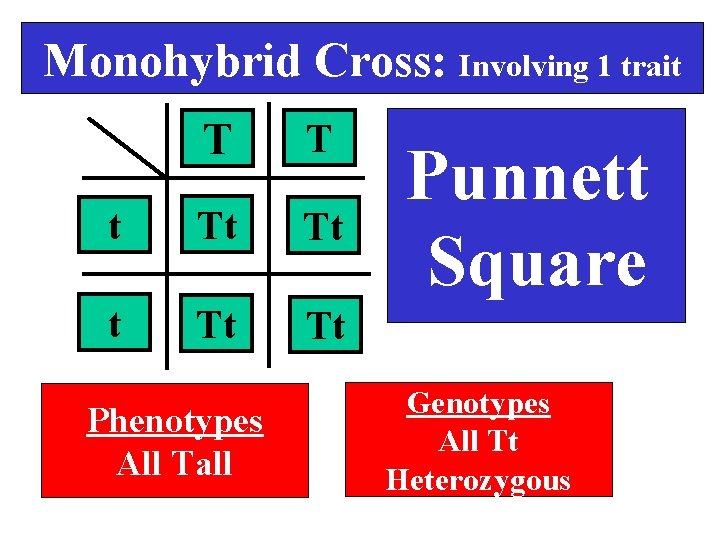 Monohybrid Cross: Involving 1 trait T T t Tt Tt Phenotypes All Tall Punnett