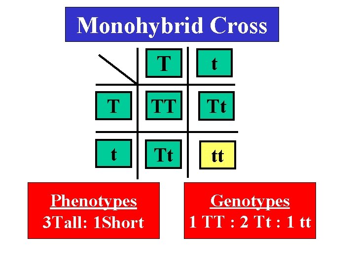 Monohybrid Cross T t T TT Tt tt Phenotypes 3 Tall: 1 Short Genotypes