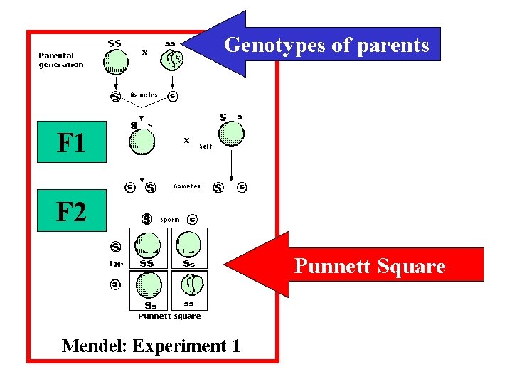 Genotypes of parents F 1 F 2 Punnett Square 