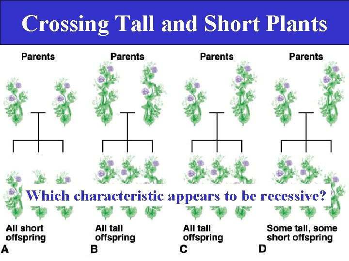 Crossing Tall and Short Plants Which characteristic appears to be recessive? 