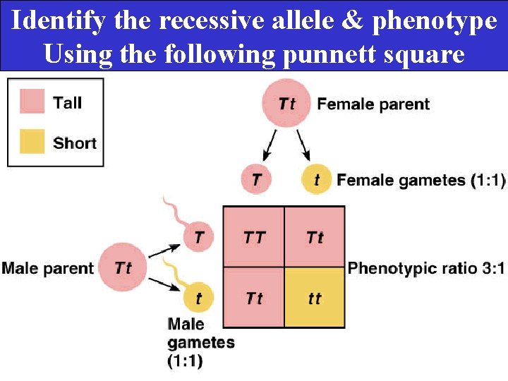 Identify the recessive allele & phenotype Using the following punnett square 