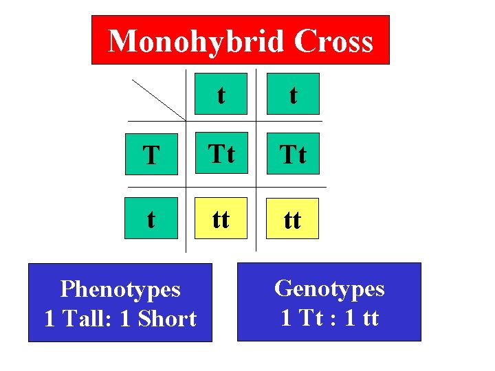 Monohybrid Cross t t T Tt Tt t tt tt Phenotypes 1 Tall: 1