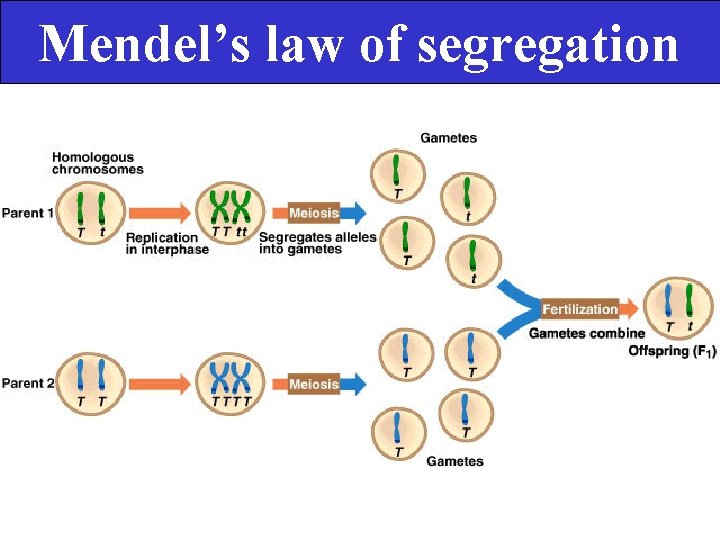 Mendel’s law of segregation 