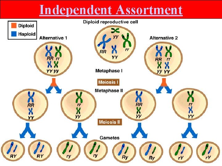 Independent Assortment 