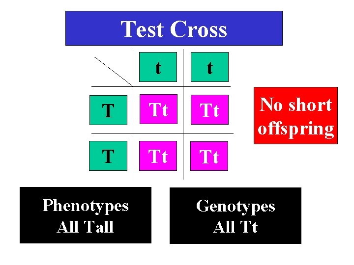 Test Cross t t T Tt Tt Phenotypes All Tall No short offspring Genotypes