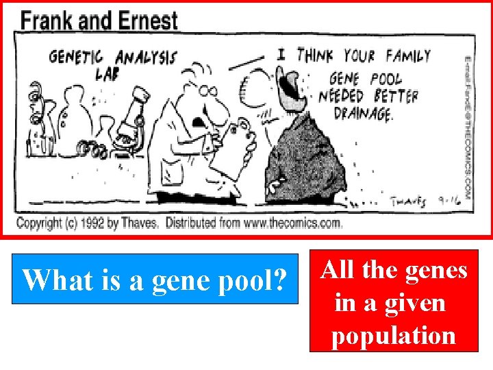 What is a gene pool? All the genes in a given population 