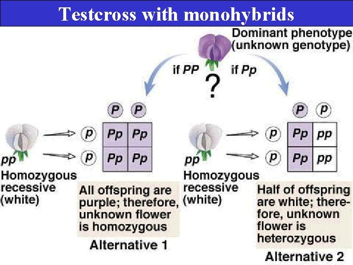 Testcross with monohybrids 