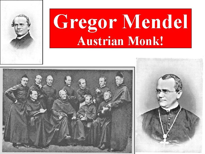 Gregor Mendel Austrian Monk! 