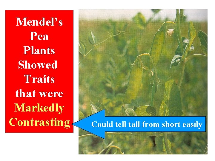 Mendel’s Pea Plants Showed Traits that were Markedly Contrasting Could tell tall from short