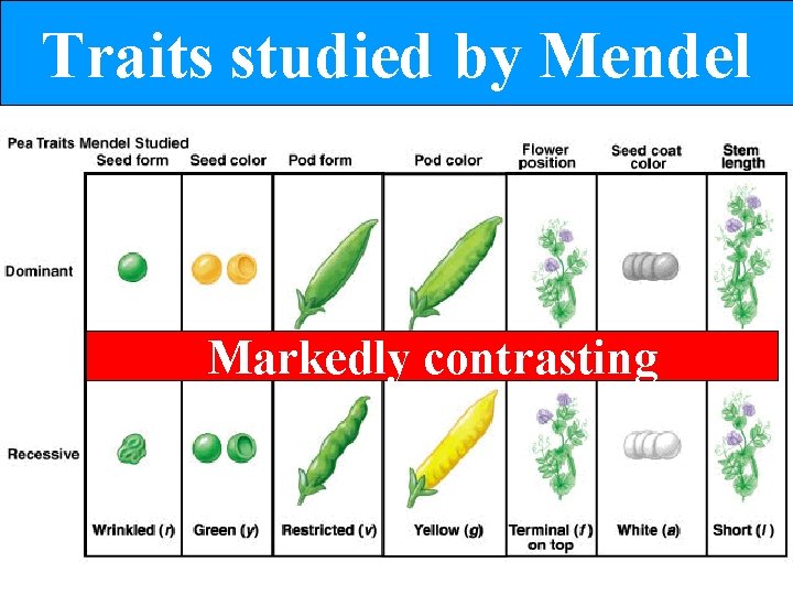 Traits studied by Mendel Markedly contrasting 