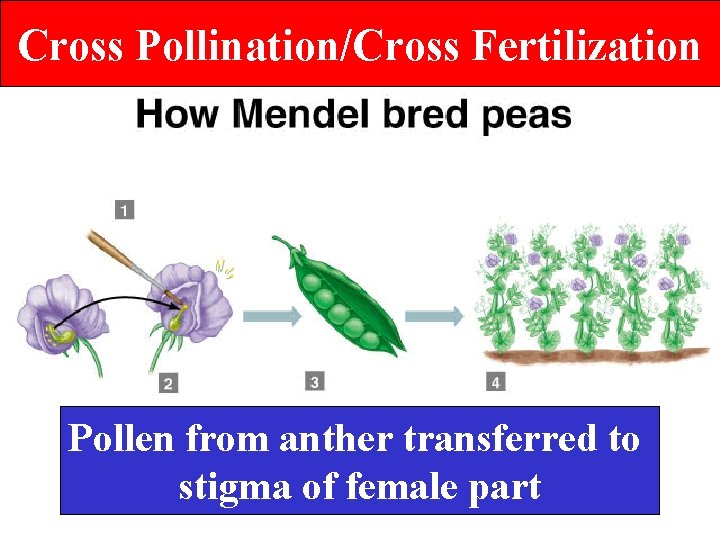 Cross Pollination/Cross Fertilization Pollen from anther transferred to stigma of female part 