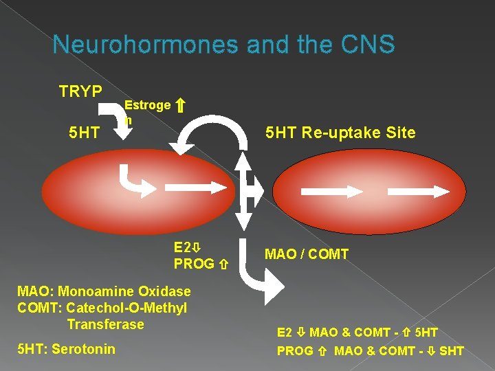 Neurohormones and the CNS TRYP 5 HT Estroge n 5 HT Re-uptake Site E