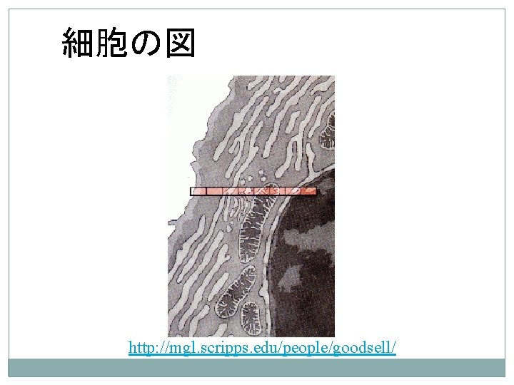 細胞の図 http: //mgl. scripps. edu/people/goodsell/ 