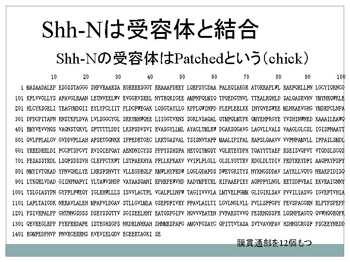 Shh-Nは受容体と結合 Shh-Nの受容体はPatchedという（chick） 　 10 20 30 40 50 　　　　60 70 80 90 100 1