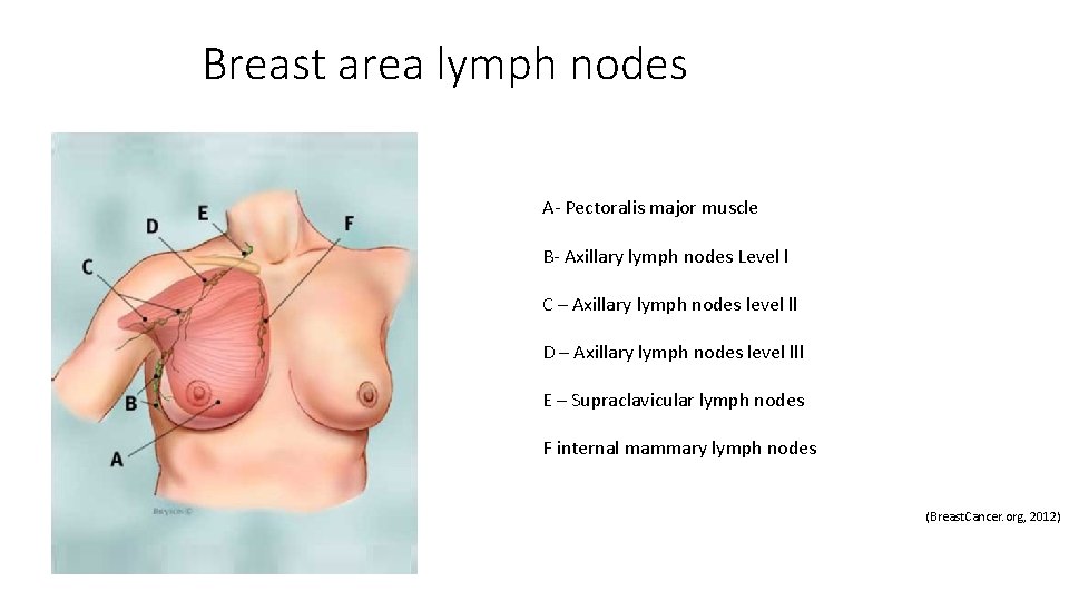 Breast area lymph nodes A- Pectoralis major muscle B- Axillary lymph nodes Level l