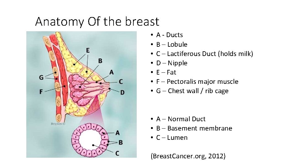 Anatomy Of the breast • • A - Ducts B – Lobule C –