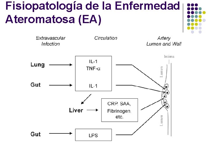 Fisiopatología de la Enfermedad Ateromatosa (EA) l 