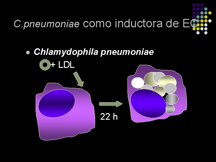 C. pneumoniae como inductora de EC Chlamydophila pneumoniae + LDL l 22 h 