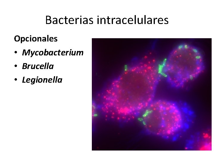 Bacterias intracelulares Opcionales • Mycobacterium • Brucella • Legionella 