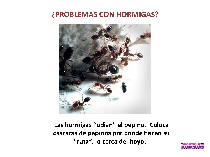 ¿PROBLEMAS CON HORMIGAS? Las hormigas “odian” el pepino. Coloca cáscaras de pepinos por donde