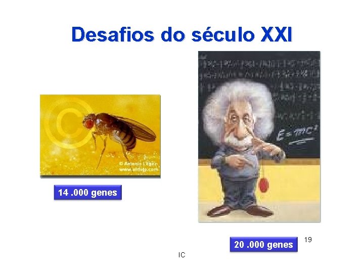 Desafios do século XXI 14. 000 genes 20. 000 genes IC 19 