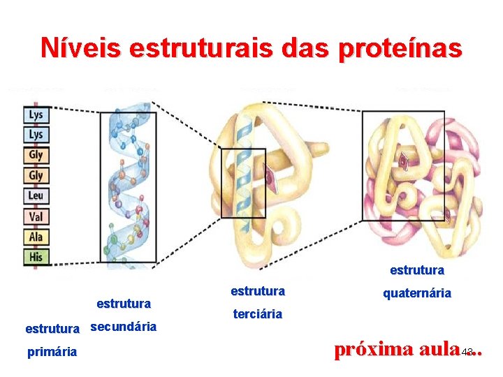 Níveis estruturais das proteínas estrutura secundária primária estrutura quaternária terciária próxima aula 43. .