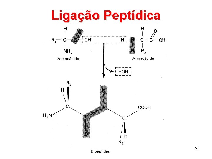 Ligação Peptídica 51 