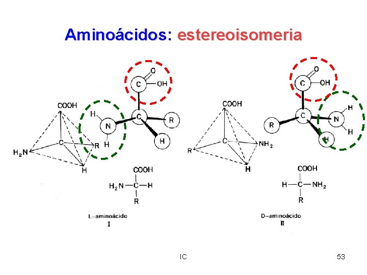 Aminoácidos: estereoisomeria IC 53 