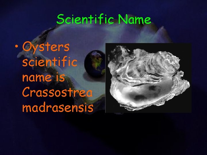 Scientific Name • Oysters scientific name is Crassostrea madrasensis 
