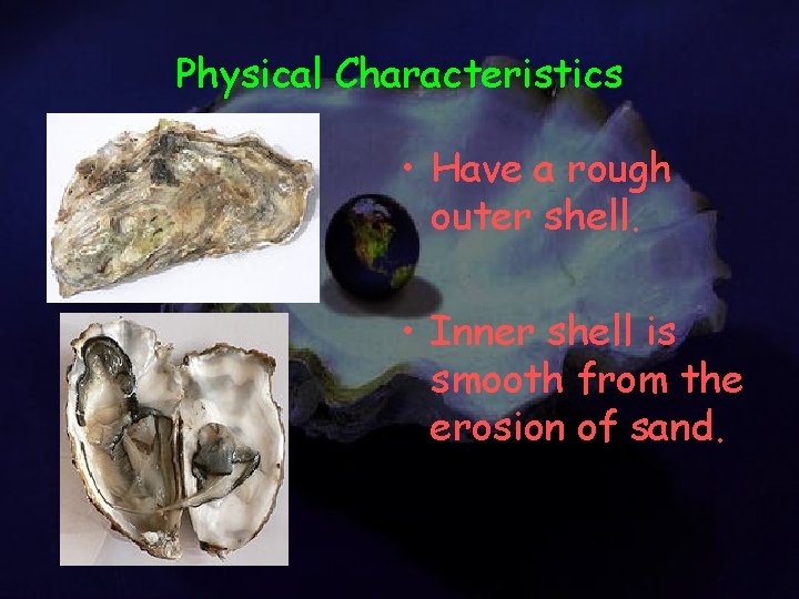 Physical Characteristics • Have a rough outer shell. • Inner shell is smooth from