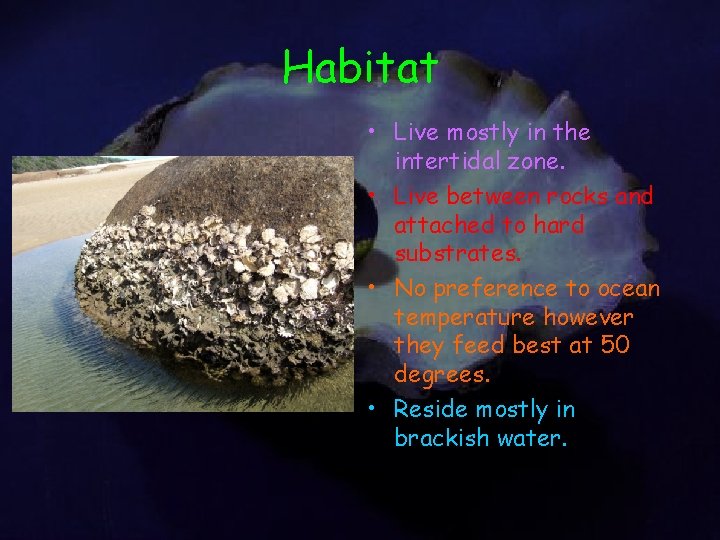 Habitat • Live mostly in the intertidal zone. • Live between rocks and attached