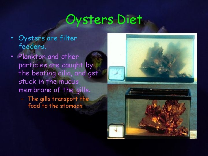 Oysters Diet • Oysters are filter feeders. • Plankton and other particles are caught