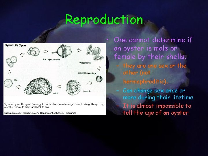 Reproduction • One cannot determine if an oyster is male or female by their