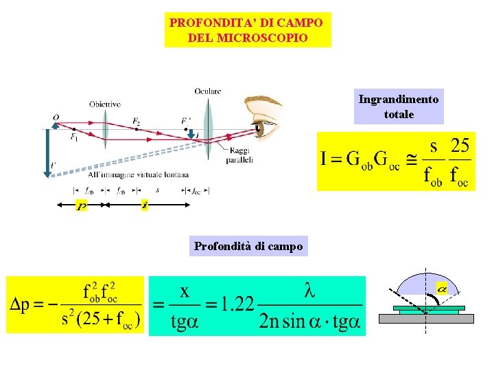 PROFONDITA’ DI CAMPO DEL MICROSCOPIO Ingrandimento totale Profondità di campo 