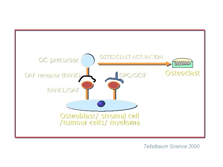 OC precursor OAF receptor (RANK) OSTEOCLAST ACTIVATION OPG/OCIF Osteoclast RANKL/OAF Osteoblast/ stromal cell /tumour