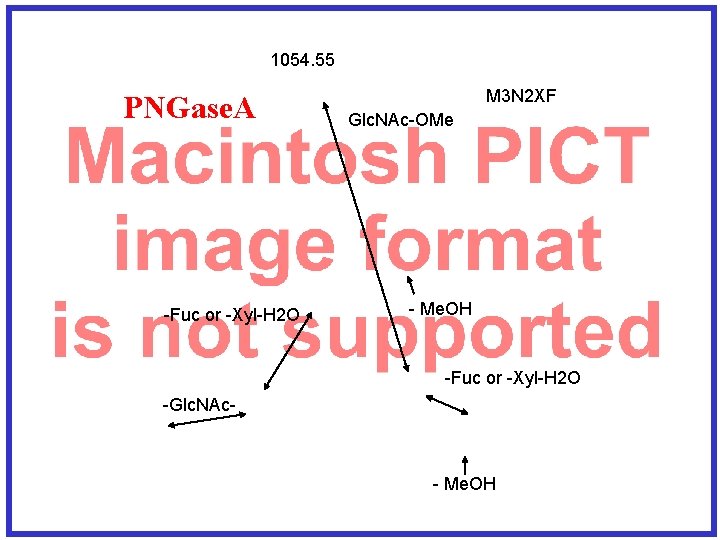 1054. 55 PNGase. A -Fuc or -Xyl-H 2 O M 3 N 2 XF
