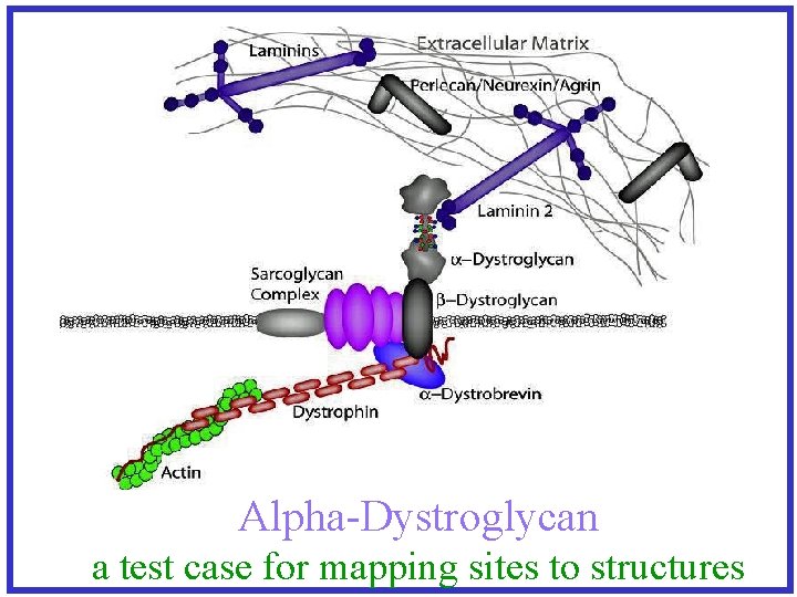 Alpha-Dystroglycan a test case for mapping sites to structures 