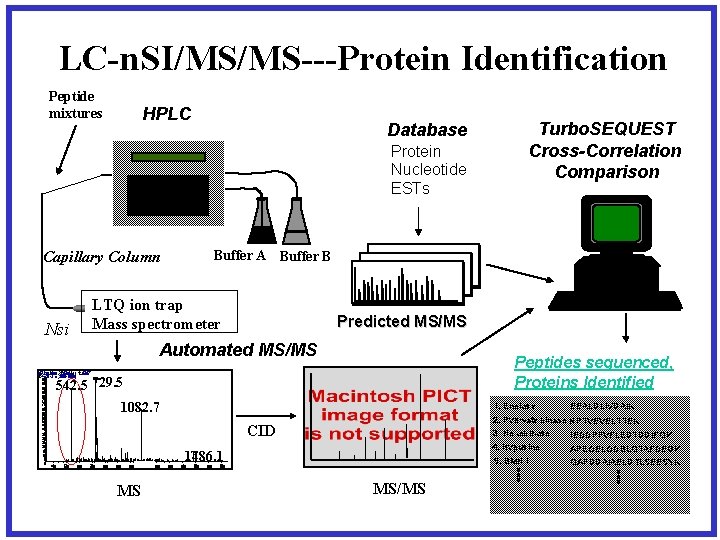 LC-n. SI/MS/MS---Protein Identification Peptide mixtures HPLC Database Protein Nucleotide ESTs Buffer A Buffer B
