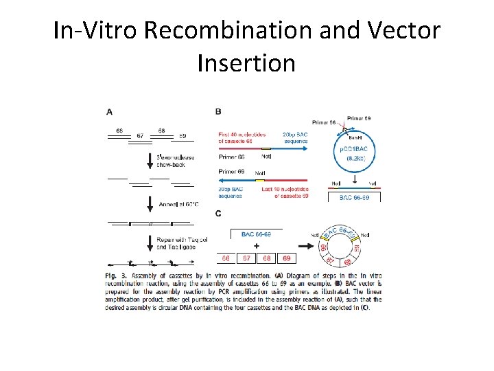 In-Vitro Recombination and Vector Insertion 