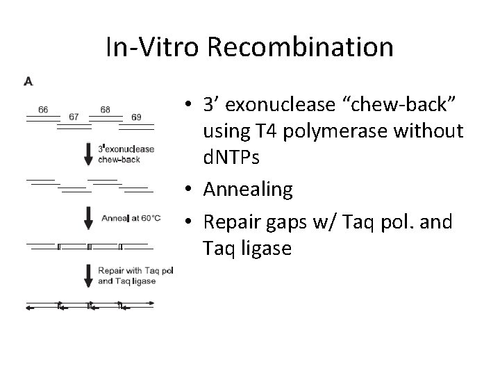 In-Vitro Recombination • 3’ exonuclease “chew-back” using T 4 polymerase without d. NTPs •