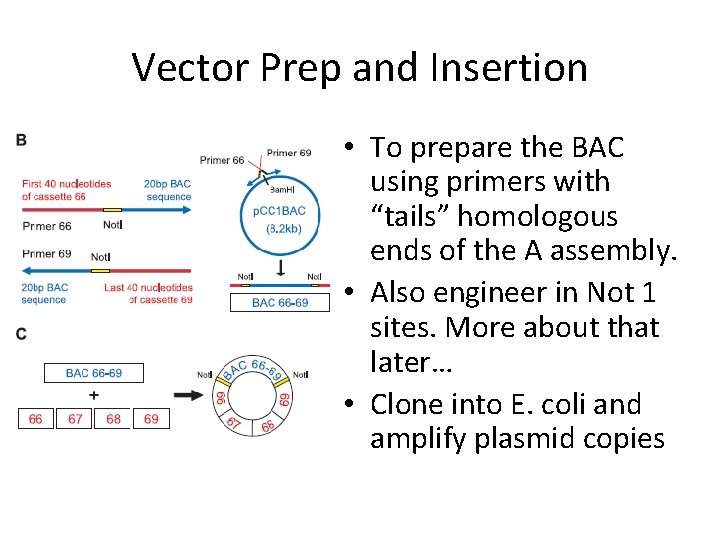 Vector Prep and Insertion • To prepare the BAC using primers with “tails” homologous